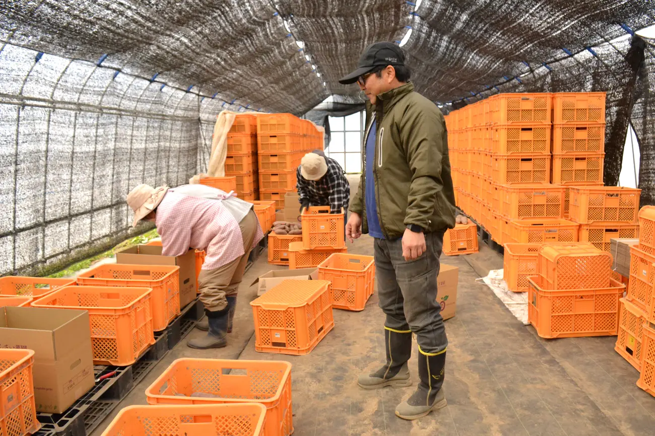 たくさんのサツマイモが積み上げられた作業場で、去年移住してきたご家族と一緒に作業